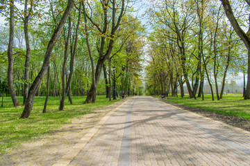 tracks in spring park landscape against blue sky