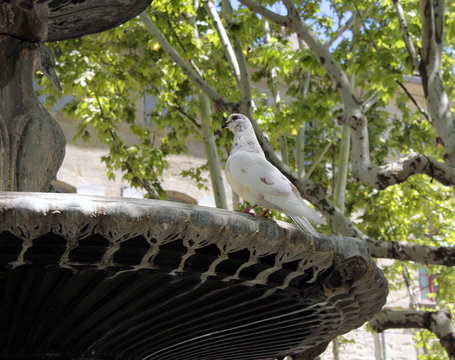 pigeon sur la fontaine