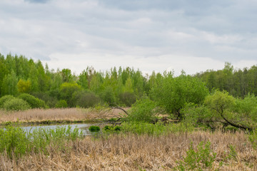 Obraz premium spring landscape river forest trees against a blue sky