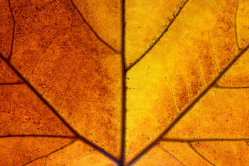 Macro shooting of maple leaf details