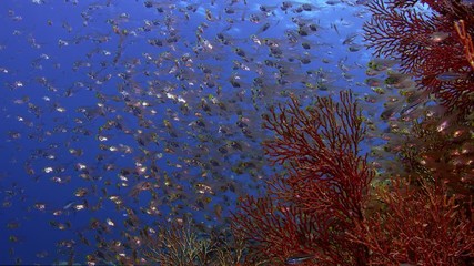 Colorful coral reef with soft corals, Dendronephthya, and a school of fish. Bald glassy, Ambassis gymnocephalus, Raja ampat, Indonesia, SUPER SLOW MOTION