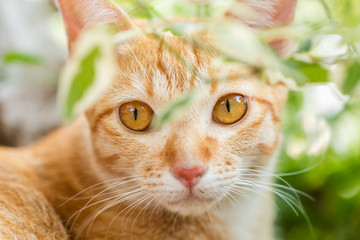 Close-up of little ginger tabby cat face looking at the camera with blurred tree leaf.