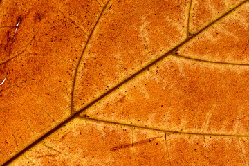 Macro shooting of maple leaf details