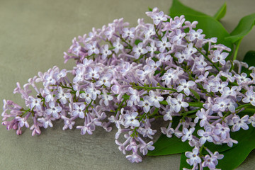 Spring flowers of lilac and leaves, close-up.