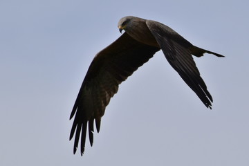 Obraz premium Milhafre