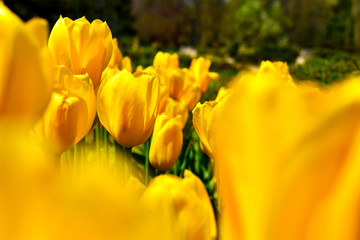 yellow and tulips