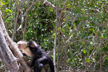 Cappucin monkey with a baby