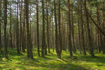 Pine forest of the National Park Curonian Spit