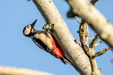 great spotted woodpecker on a tree