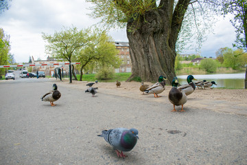 The pigeon Guillemont Cepphus columba is a black duck, like a bird with bright red legs, feeding...
