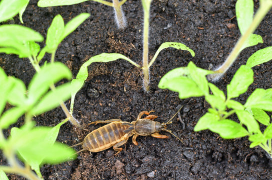 Mole cricket amongst young tomato plants