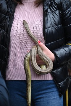 snake in her hand