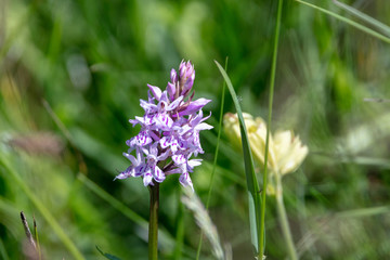 purple flower in a field