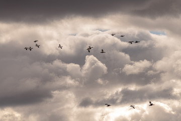 Geese with black and white wings fly through a cloudy sky in the evening