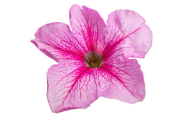 petunia flower isolated