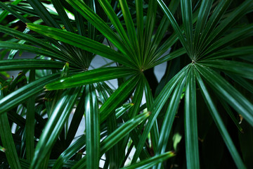 green tropical bush