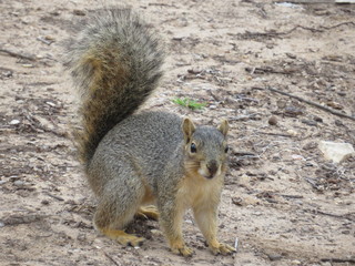  A cute squirrel