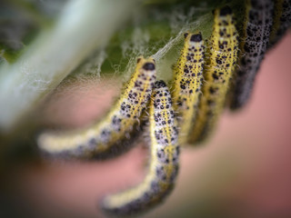 Pieris brassicae , mariposa blanca de la col 