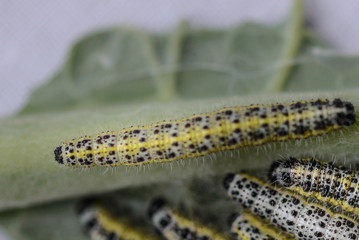Pieris brassicae , mariposa blanca de la col 
