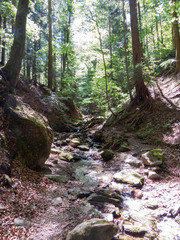 Water flowing down a gorge in the forest surrounded by trees on both sides and greens in the back