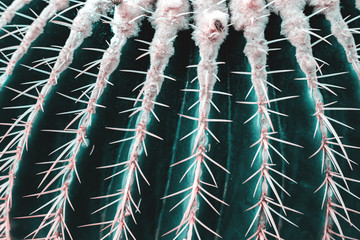 closeup cactus