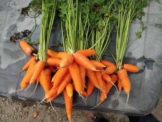 freshly plucked bunch of orange colored carrots along with upper leaves lying on a table 
