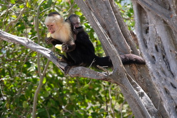 Cappucin monkey with a baby
