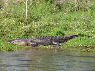 An American Alligator at Brazos Bend State Park near Houston, Texas