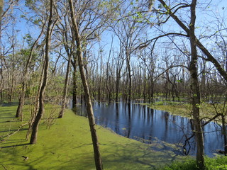 Obraz premium A view of Brazos Bend State Park near Houston, Texas