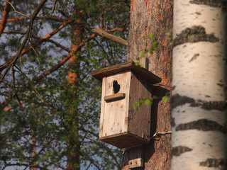 Starling looks out of the birdhouse. The bird on the nest.