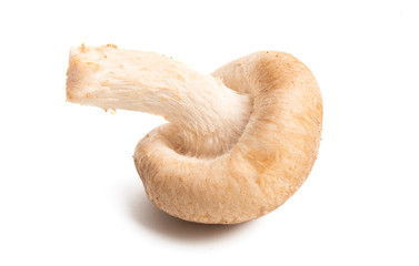 shiitake mushroom isolated