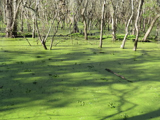 A view of Brazos Bend State Park near Houston, Texas