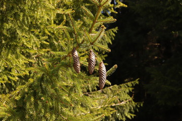 Tannenzapfen