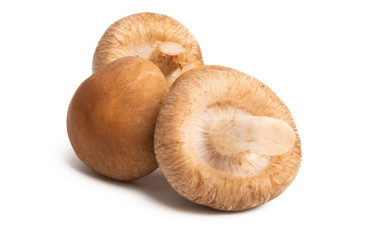 shiitake mushroom isolated
