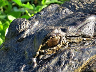 An American Alligator at Brazos Bend State Park near Houston, Texas