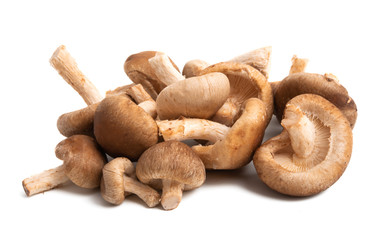 shiitake mushroom isolated
