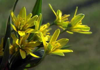 small,yellow flowers of Gagea Lutea plant at spring