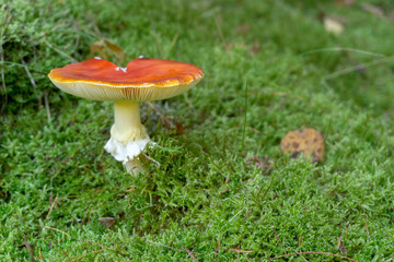 fly agaric in the moss