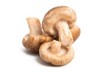 shiitake mushroom isolated