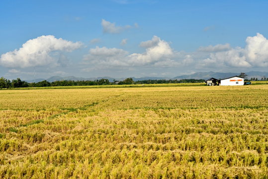 Around the Santiago City, Isabela, Philippines, Santiago City Sightseeing , Rice Field, one of major cities of rice procedures in the Philippines