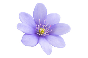 Hepatica Nobilis - first Spring Flower isolated
