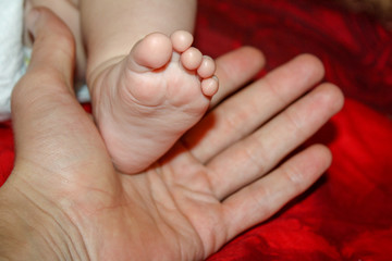 leg of a four month old baby daughter in a man’s father’s palm on a red background