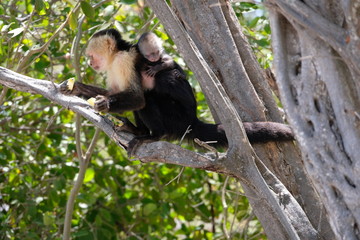 Cappucin monkey with a baby