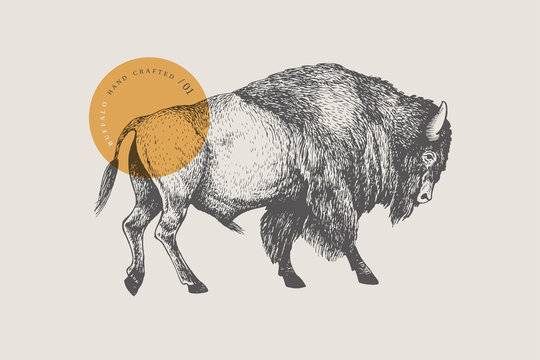 Hand drawing of American bison on a light background. Buffalo in vintage engraving style. Vector retro illustration.