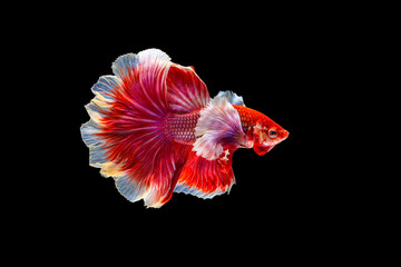 The moving moment beautiful of red half moon siamese betta fish or dumbo betta splendens fighting...