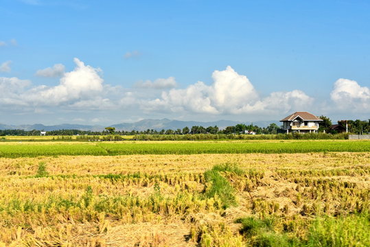 Around the Santiago City, Isabela, Philippines, Santiago City Sightseeing , Rice Field, one of major cities of rice procedures in the Philippines