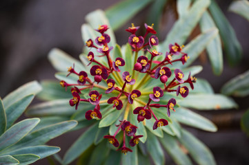 Purpurrote Wolfsmilch oder wissenschaftlich Euphorbia atropurpurea