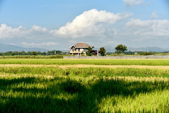 Around the Santiago City, Isabela, Philippines, Santiago City Sightseeing , Rice Field, one of major cities of rice procedures in the Philippines