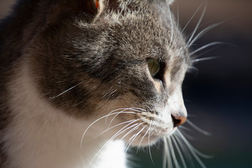 portrait of a cat in a village