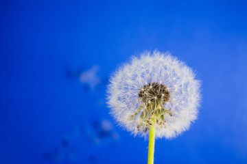 Obraz premium Dandelion flowers on blue background